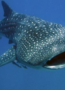 神圣之地 - 卡波探险-拉巴斯