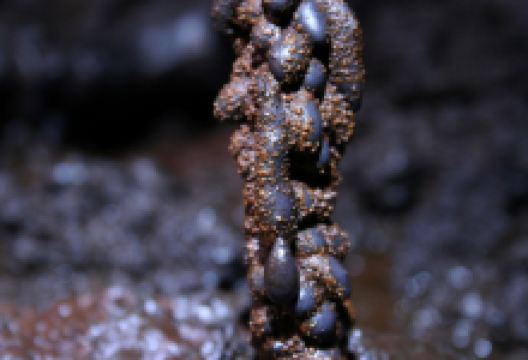 Gruta das Torres景点图片