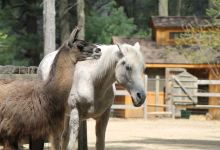 Winslow Farm Animal Sanctuary景点图片
