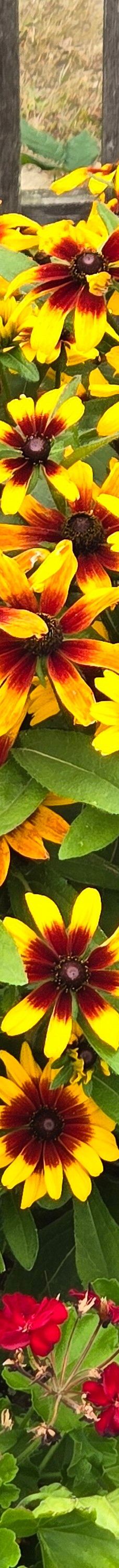 谢尔本博物馆-谢尔本