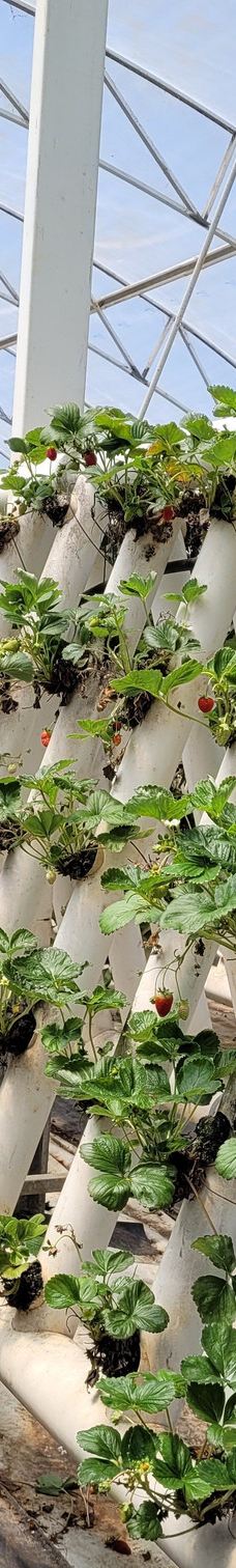 Ricardoes Tomatoes-Blackmans Point