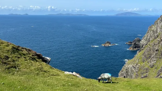 Bray Head Loop Walk