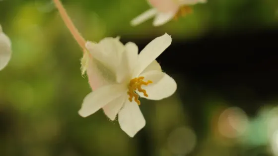 Conservatoire Du Begonia
