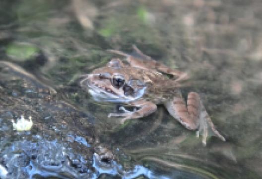 Lushington Valley Reserve景点图片