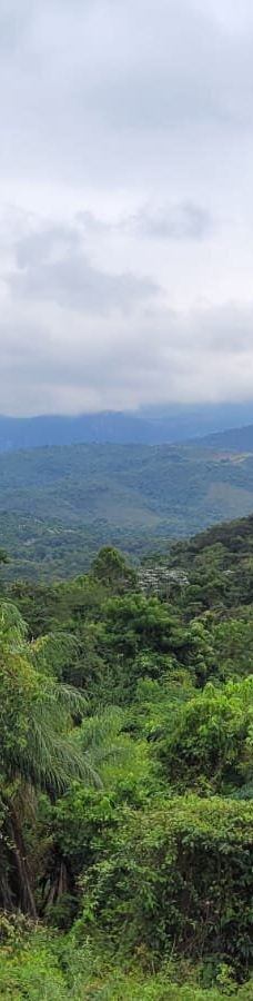 Parque Estadual Mata do Limoeiro-伊塔比拉