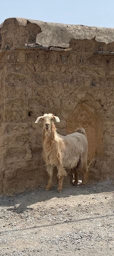 Old Al Hamra village-哈姆拉