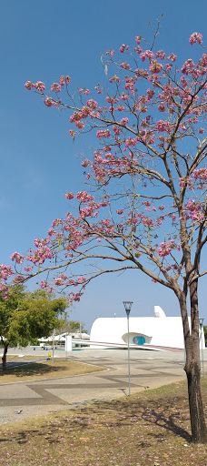 Sunflower Square-帕尔马斯