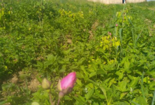 Les Sens en Herbe - Producteur d'hydrolat et huile essentielle bio景点图片