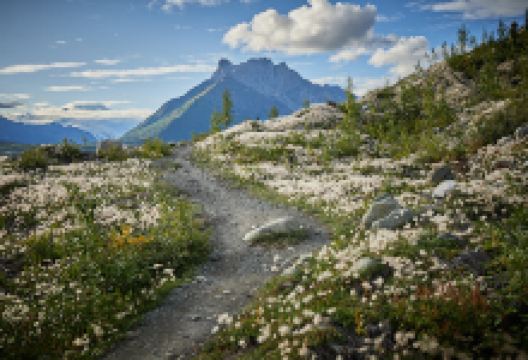Root Glacier Trail景点图片