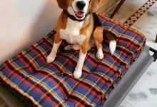 Bhardwaj pet shop购物图片