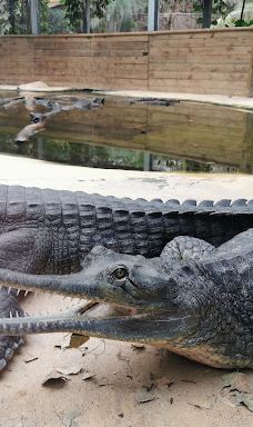 Biotropica, animal gardens-瓦德勒伊