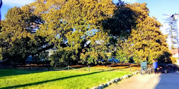 莫頓灣無花果樹