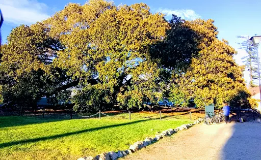 莫頓灣無花果樹