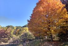 Pleasant Hills Arboretum景点图片