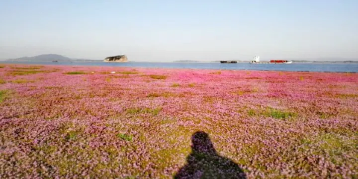 鄱陽湖花海