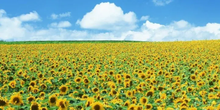 黃河華灘生態公園