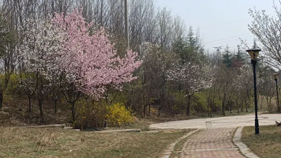 櫻花遊園