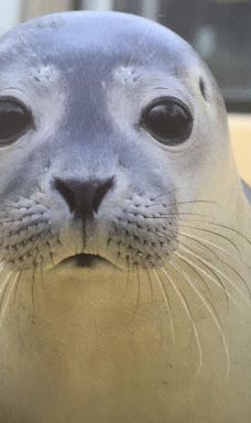 Seehundstation und Waloseum-诺德代希