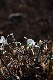 Sharon Reserve-Hof HaSharon