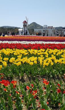 Sinan Tulip Festival-新安郡