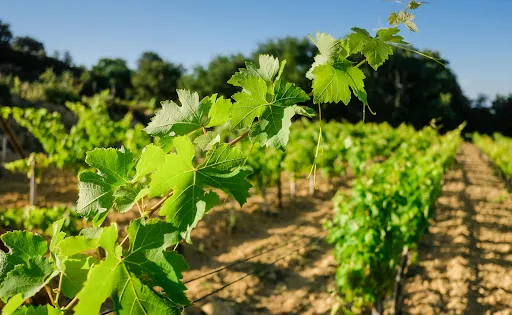 Domaine Marcel Richaud