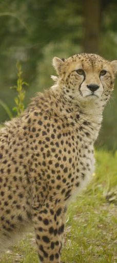 Biotropica, animal gardens-瓦德勒伊