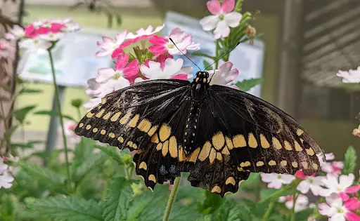 Beech Creek Botanical Garden & Nature Preserve