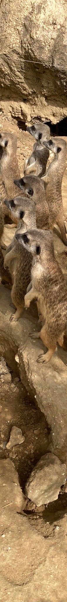 Biotropica, animal gardens-瓦德勒伊