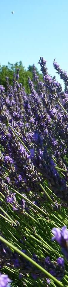 瓦朗索尔高原-瓦朗索勒