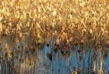 Wetlands Park景点图片