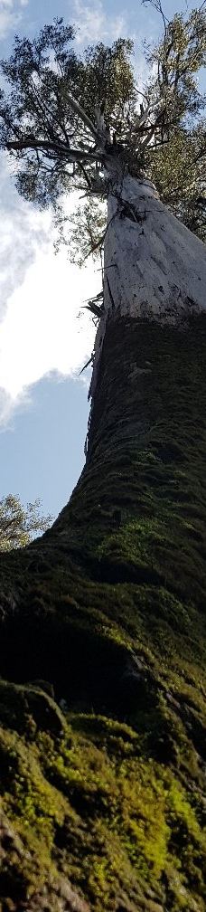 Tall Trees Walk-Mount Field