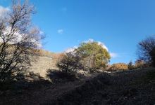 Roble El Abuelo景点图片