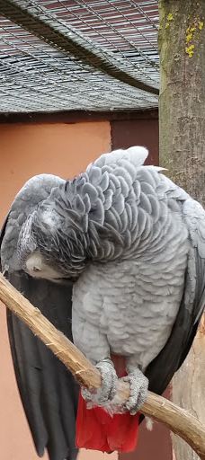 Vogelpark Niendorf-蒂门多尔费尔斯特兰德