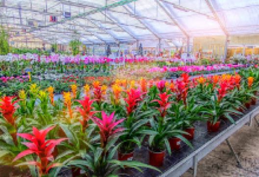 May Flowers tuincentrum & Mrs. Bouquet Aalter购物图片