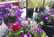 Rossie Braes Garden Centre购物图片