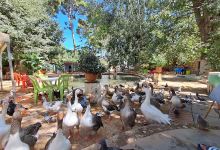 Public Garden景点图片