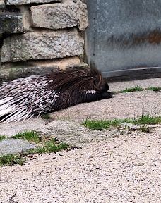 Chemnitz Zoo-开姆尼茨