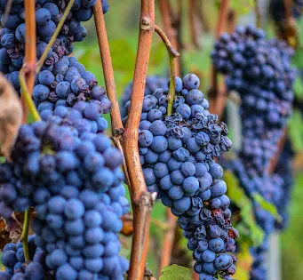 Poderi e Cantine Oddero