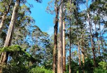 Big Tree Grove景点图片