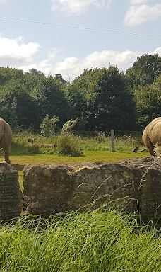 郎利特野生动物园-沃明斯特