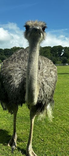 郎利特野生动物园-沃明斯特