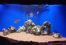 Tijuana Aquarium景点图片