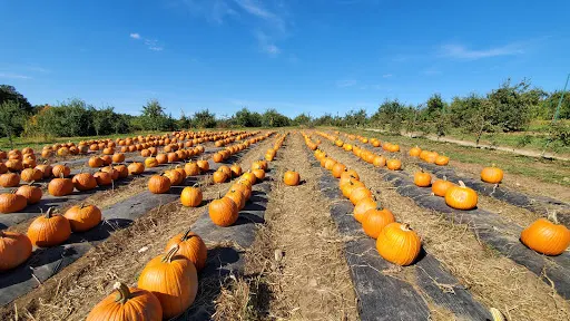 Shelburne Farm