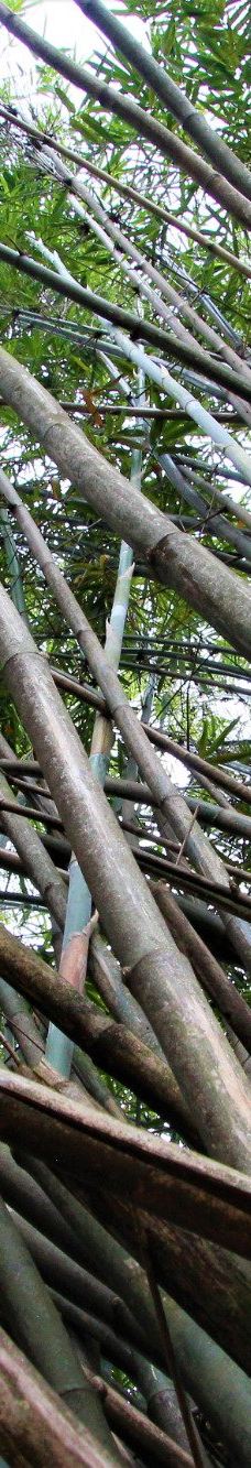 Botanical Garden of Asunción-亚松森