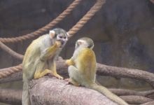 Parque de las Leyendas (Zoo)景点图片