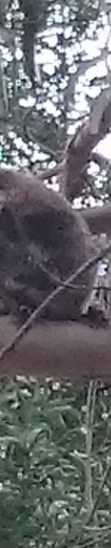 坎尼特河沿岸考拉步行道-Kennett River