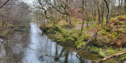 Loch Lomond Faerie Trail