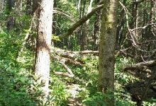 Chattooga River Trail景点图片