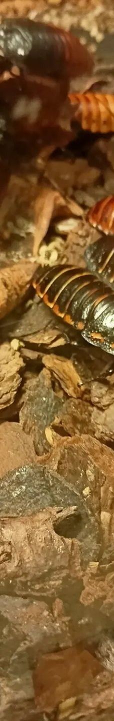 Casa delle Farfalle-米兰马瑞提那