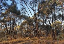 Moorook Game Reserve景点图片